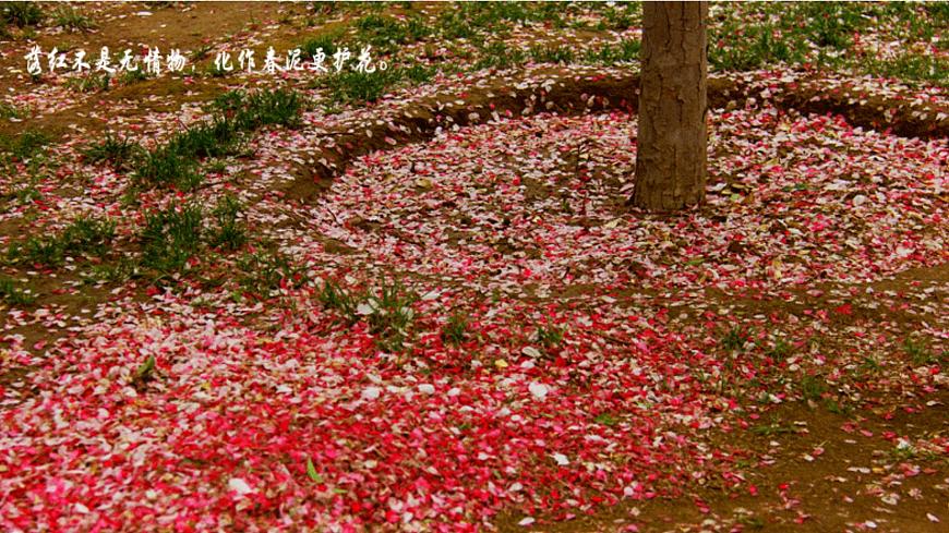 2.1 細胞中的元素和化合物第2頁