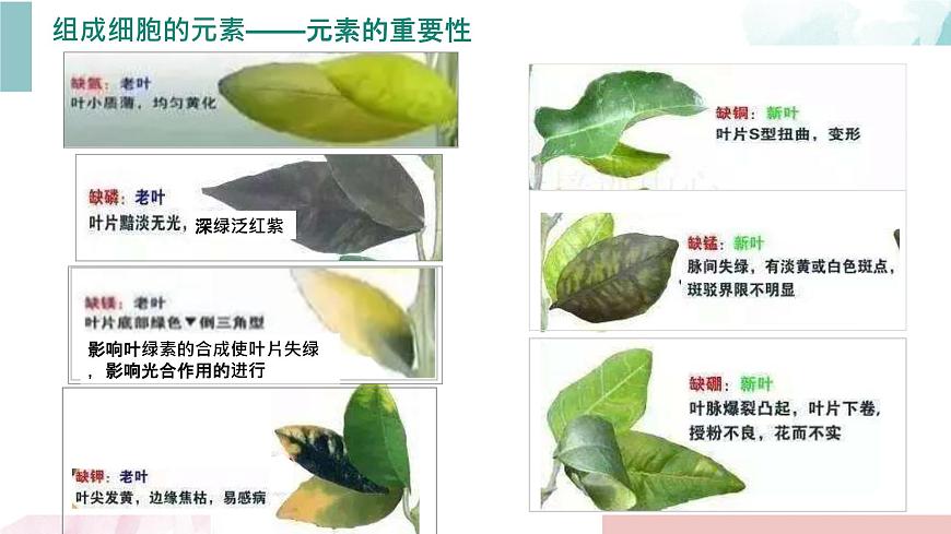 2.1 細胞中的元素和化合物第6頁