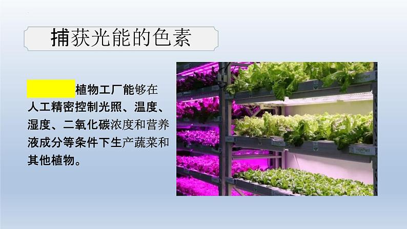 5.4光合作用与能量转化(第一课时)--高一上学期生物人教版(2019)必修1第3页