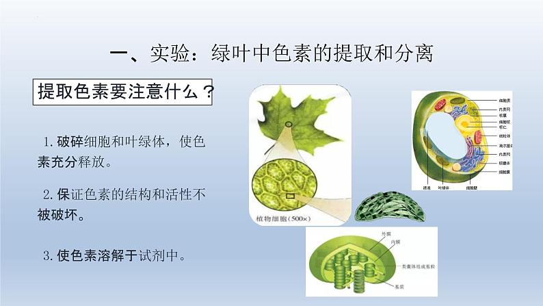 5.4光合作用与能量转化(第一课时)--高一上学期生物人教版(2019)必修1第7页