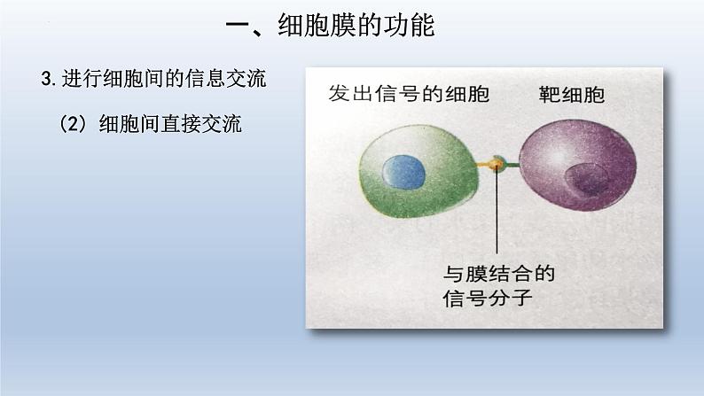 3.1细胞膜的结构和功能(第一课时 )课件--高一上学期生物人教版必修1第7页