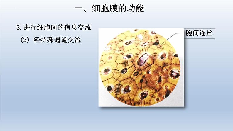 3.1细胞膜的结构和功能(第一课时 )课件--高一上学期生物人教版必修1第8页