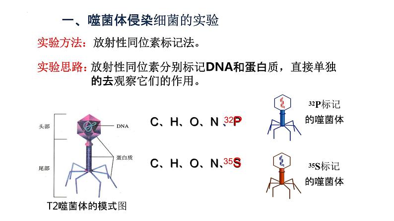 3.1DNA是主要的遗传物质(2)课件--高一下学期生物人教版必修204