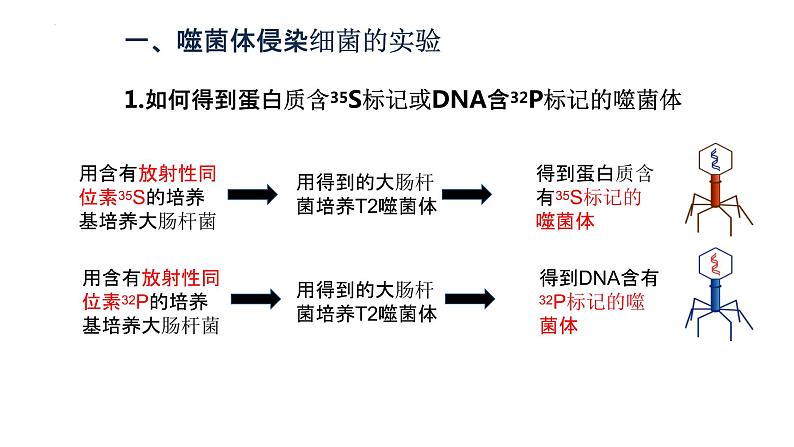 3.1DNA是主要的遗传物质(2)课件--高一下学期生物人教版必修205