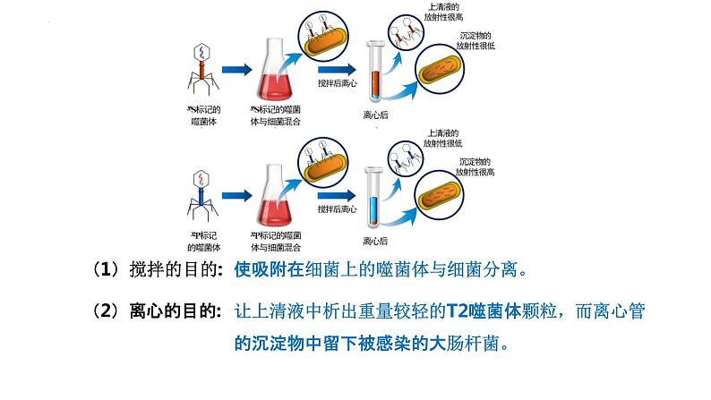 3.1DNA是主要的遗传物质(2)课件--高一下学期生物人教版必修208