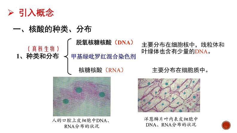 2.5核酸是遗传信息的携带者--高一上学期生物人教版必修1第3页