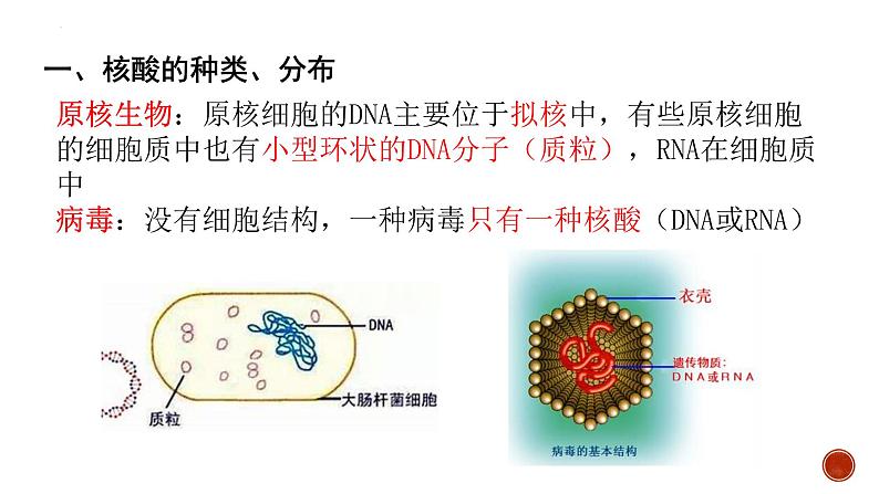 2.5核酸是遗传信息的携带者--高一上学期生物人教版必修1第4页