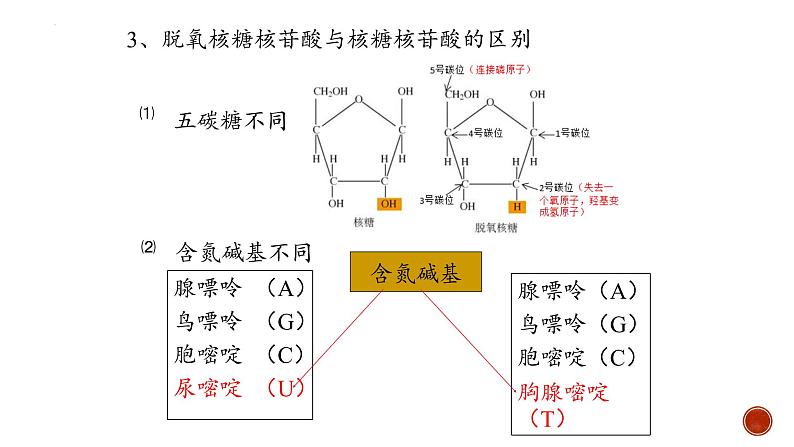 2.5核酸是遗传信息的携带者--高一上学期生物人教版必修1第7页