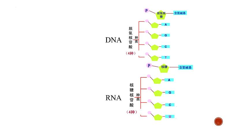 2.5核酸是遗传信息的携带者--高一上学期生物人教版必修1第8页
