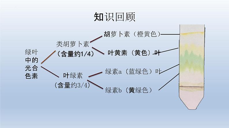 5.4光合作用与能量转化(第二课时)--高一上学期生物人教版必修1 课件03