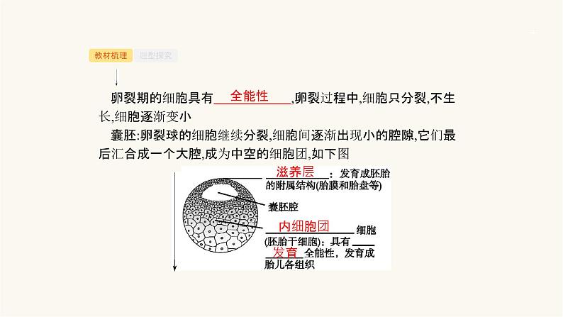 高考生物一轮复习第37讲胚胎工程课件04