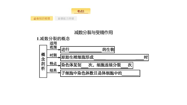 高考生物一轮复习第13讲减数分裂和受精作用课件第3页