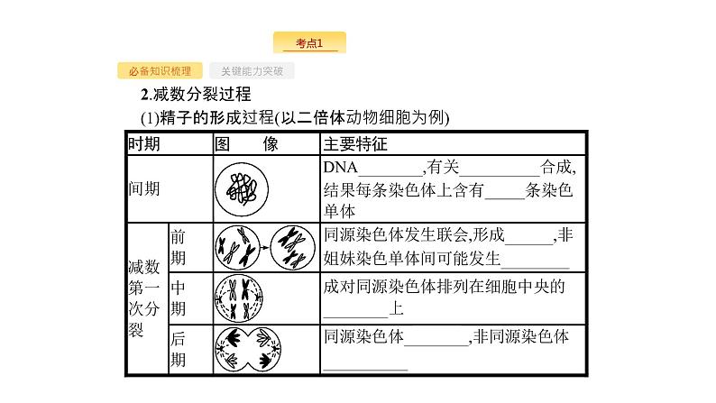 高考生物一轮复习第13讲减数分裂和受精作用课件第4页