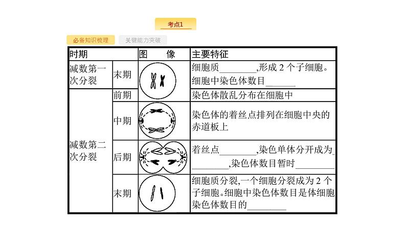 高考生物一轮复习第13讲减数分裂和受精作用课件第5页