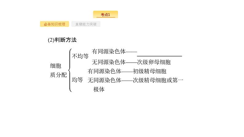 高考生物一轮复习第13讲减数分裂和受精作用课件第8页