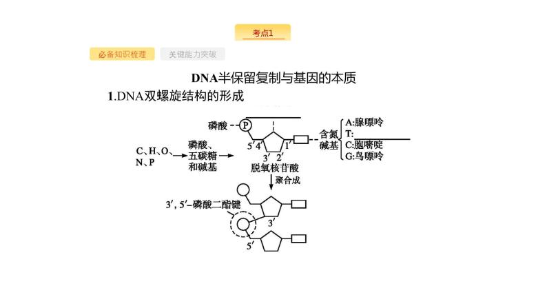 高考生物一轮复习第16讲dna分子的结构、复制与基因的本质课件03