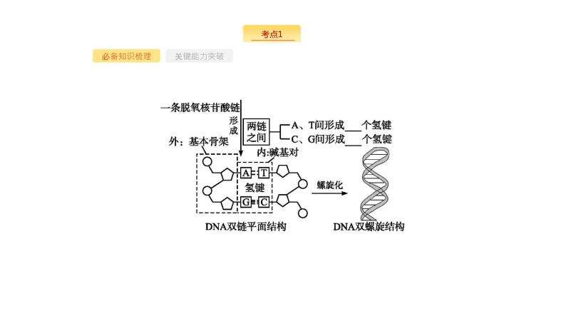 高考生物一轮复习第16讲dna分子的结构、复制与基因的本质课件04