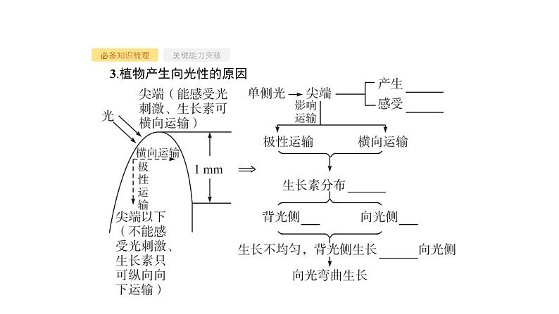 高考生物一轮复习第29讲植物的激素调节课件第6页
