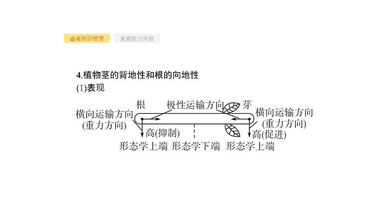 高考生物一轮复习第29讲植物的激素调节课件第7页