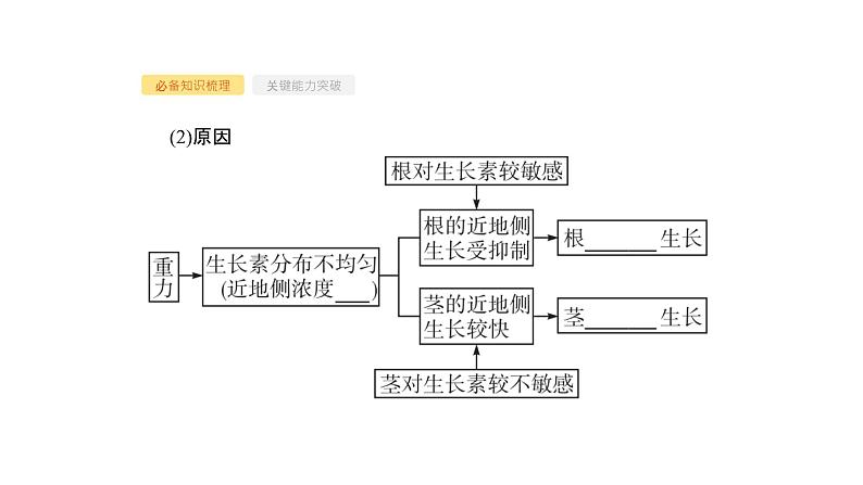 高考生物一轮复习第29讲植物的激素调节课件第8页