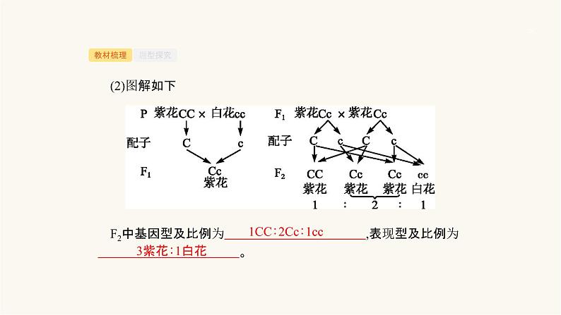 高考生物一轮复习第14讲分离定律课件第7页