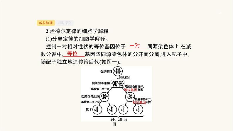 高考生物一轮复习第17讲遗传的染色体学说、伴性遗传(含遗传与人类健康)课件06
