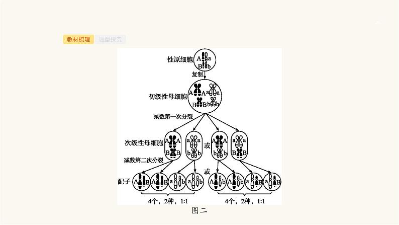 高考生物一轮复习第17讲遗传的染色体学说、伴性遗传(含遗传与人类健康)课件08