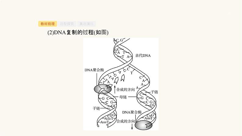 高考生物一轮复习第19讲遗传信息的传递和表达课件第5页