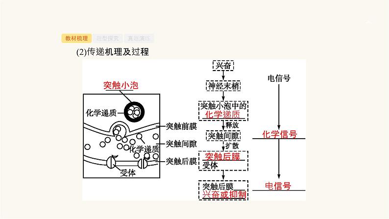高考生物一轮复习第24讲神经系统的结构与功能ⅱ课件第8页