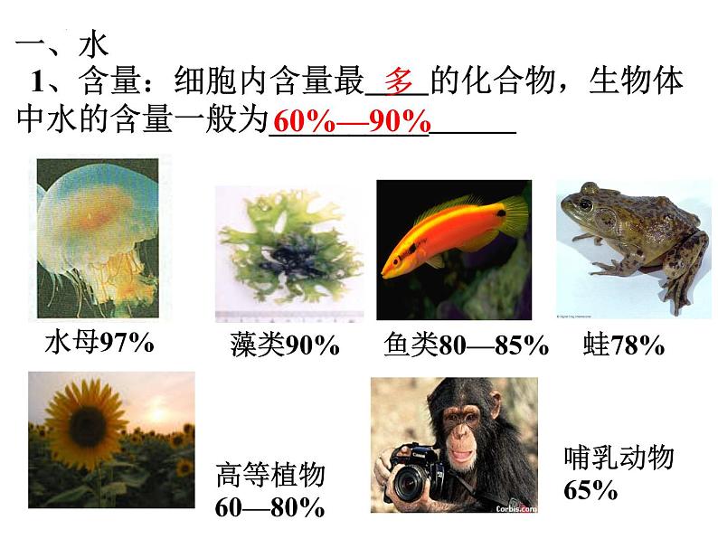 高三一轮复习生物:细胞的分子组成课件第3页