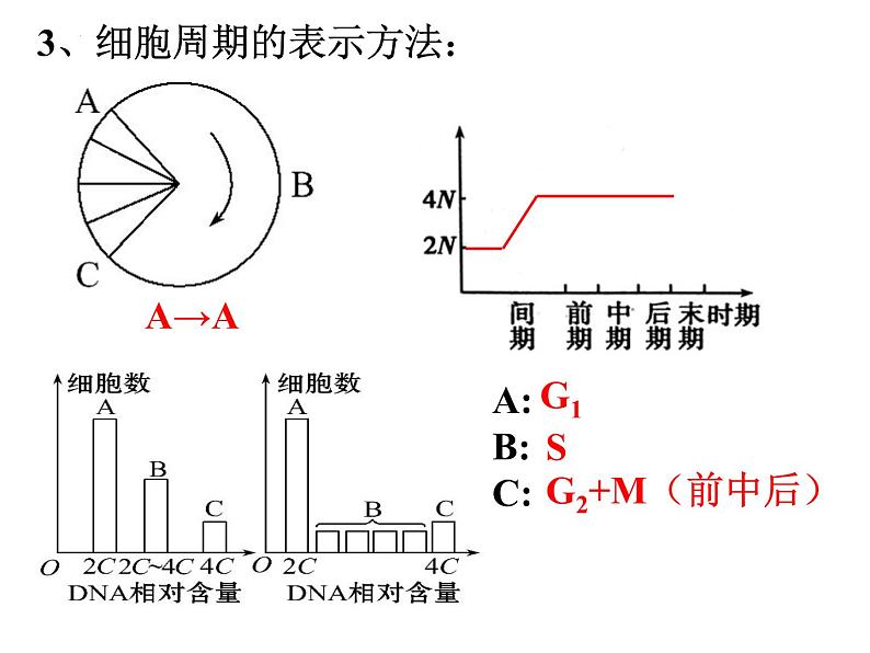 高三一轮复习生物:有丝分裂课件第8页