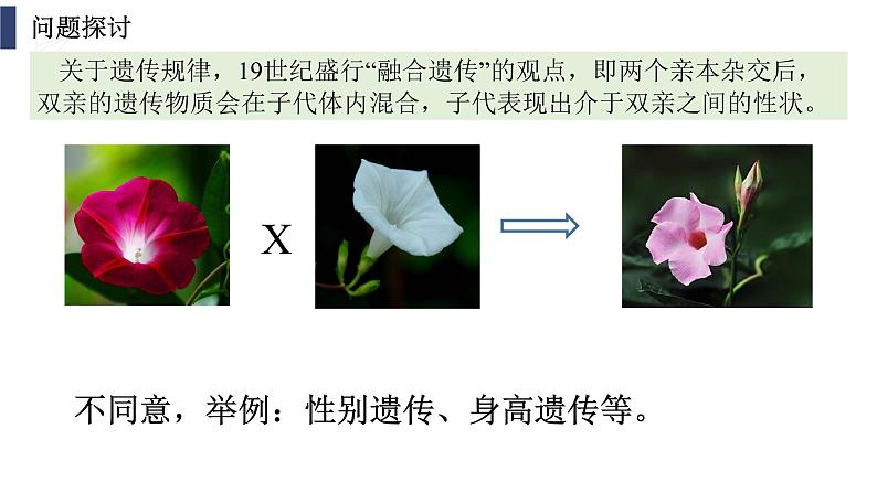 1.1 孟德尔的豌豆杂交实验(一) 第1课时课件--高一下学期生物人教版(2019)必修2第6页