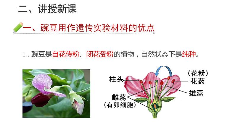 1.1 孟德尔的豌豆杂交实验(一) 第1课时课件--高一下学期生物人教版(2019)必修2第8页