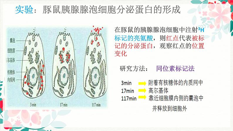3.2分泌蛋白的合成与运输课件--高一上学期生物人教版必修1第6页