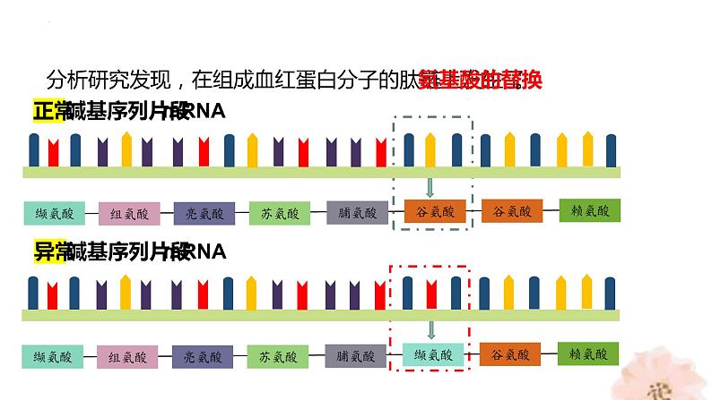 5.1基因突变和基因重组课件--高一下学期生物人教版(2019)必修2第5页