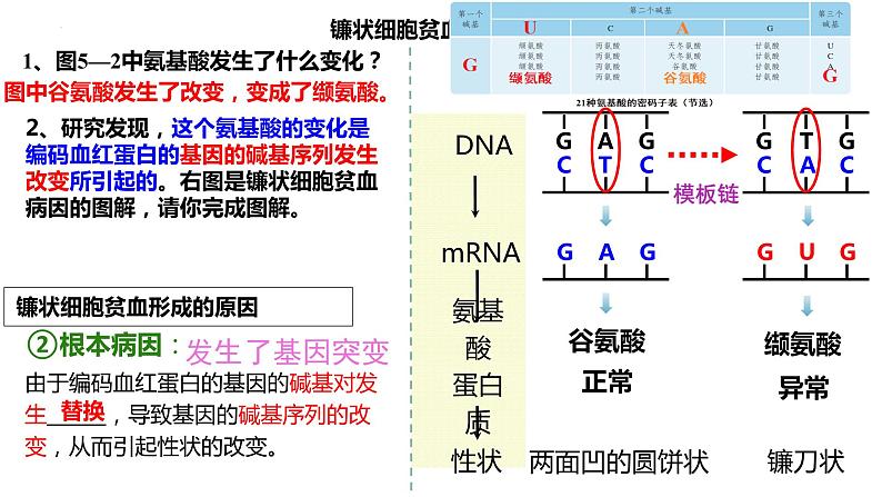 5.1基因突变和基因重组课件--高一下学期生物人教版(2019)必修2第7页