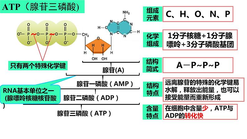高三一轮复习生物:细胞的能量“货币”ATP课件03