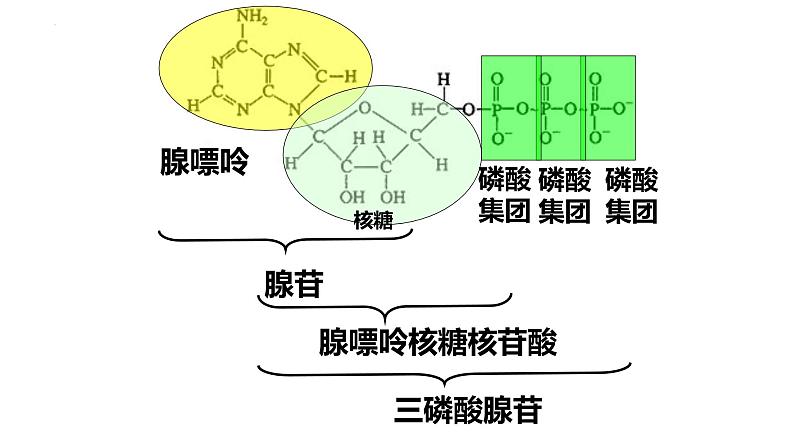 高三一轮复习生物:细胞的能量“货币”ATP课件05