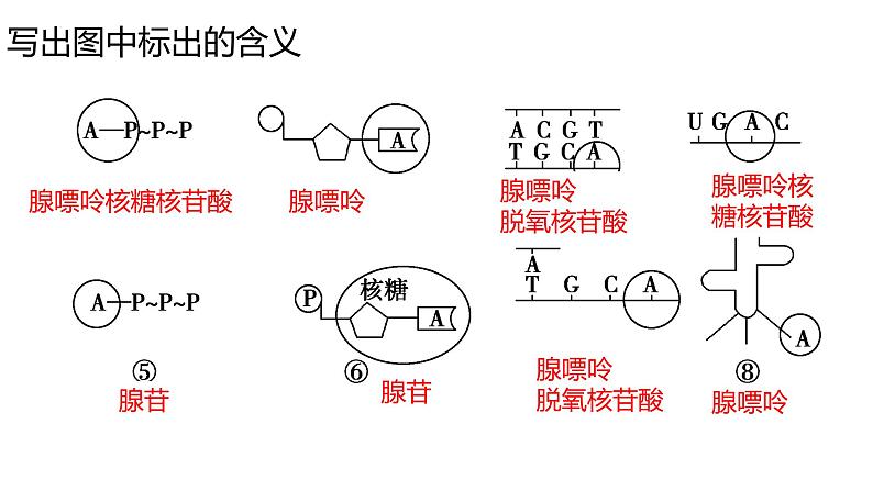 高三一轮复习生物:细胞的能量“货币”ATP课件06