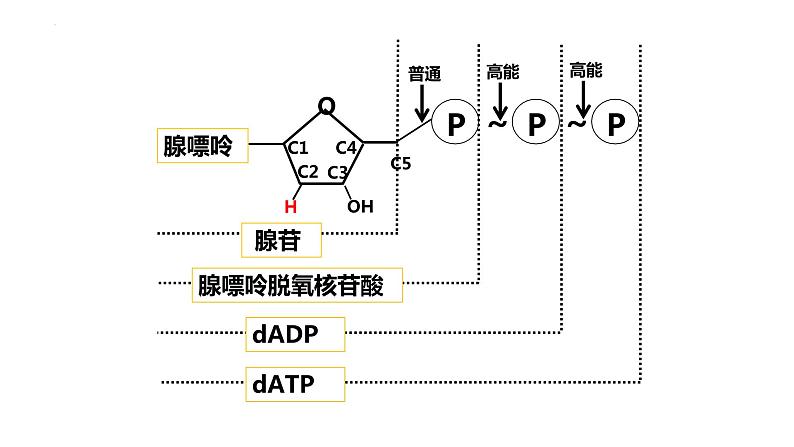 高三一轮复习生物:细胞的能量“货币”ATP课件08