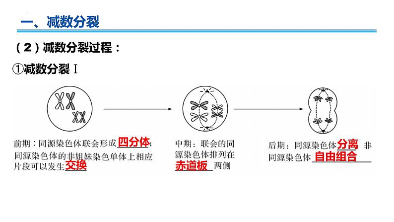 广东省普通高中生物学业水平考试 学考复习——必修二第二章基因和染色体的关系(第一课时)课件第4页