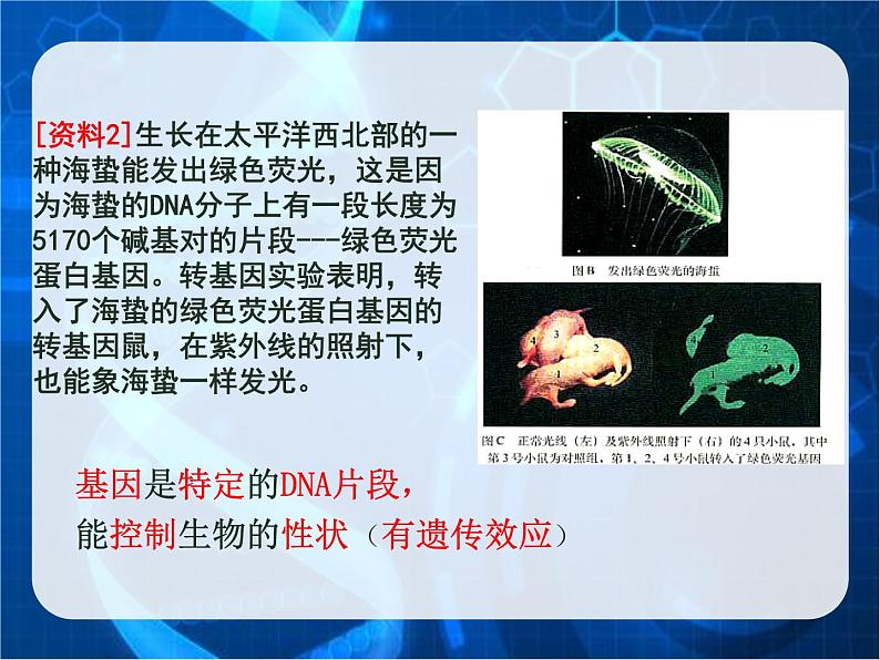 3.4基因是有遗传效应的DNA片段课件--高一下学期生物人教版必修2第7页
