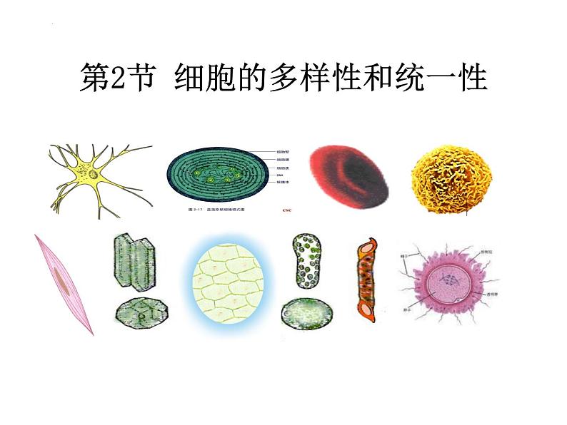 1.2细胞的多样性和统一性(2课时)--高一上学期生物人教版必修1第4页