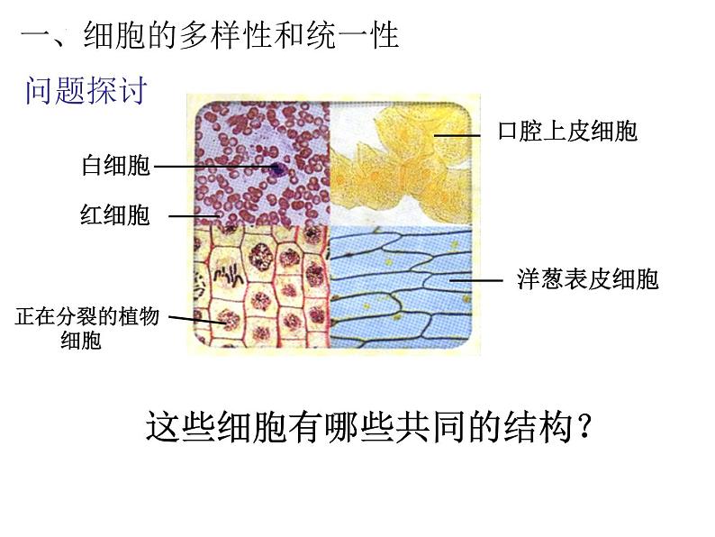 1.2细胞的多样性和统一性(2课时)--高一上学期生物人教版必修1第5页