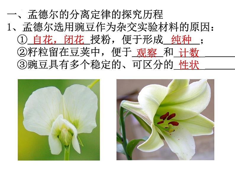 高三一轮复习生物:分离定律课件第2页