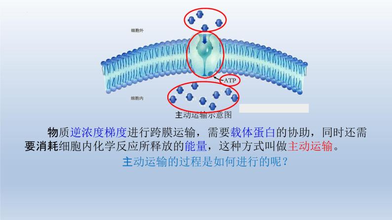 4.2主动运输与胞吞、胞吐 课件--高一上学期生物人教版必修105