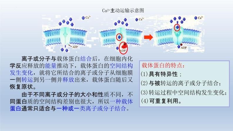 4.2主动运输与胞吞、胞吐 课件--高一上学期生物人教版必修106