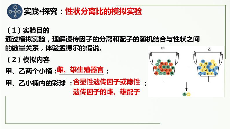 1.1孟德尔的豌豆杂交实验(一)第二课时 课件--高一下学期生物人教版必修2第1页
