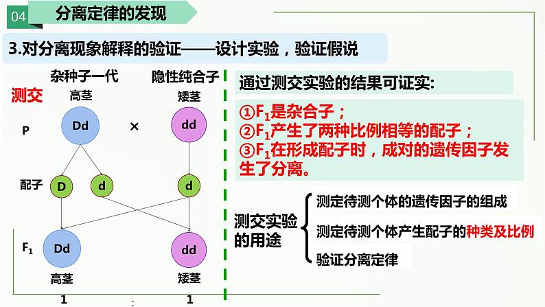 1.1孟德尔的豌豆杂交实验(一)第二课时 课件--高一下学期生物人教版必修2第8页