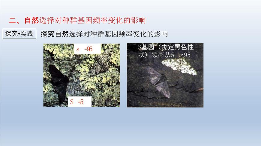6.3 種群基因組成的變化與物種的形成(1)種群基因組成的變化(第二課時)課件--高一下學期生物人教版必修2第7頁